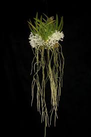 Image result for Podangis dactyloceras