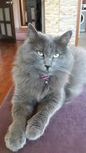 Dumanim My Smokey Beautiful Cats Pretty Cats Nebelung Cat