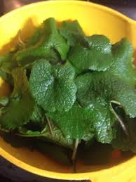 Freshly Foraged Garlic Mustard Leaves Pretty Green For The Winter I Pan Fried These With Olive Oil And L Foraging Recipes Pizza Toppings Homemade Edible Food