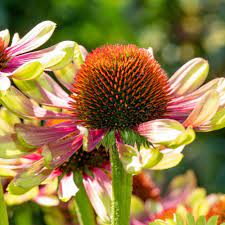 Maybe you would like to learn more about one of these? Cottage Farms Direct Perennials Green Twister Coneflower 2pc