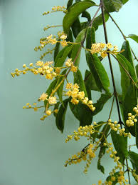 Image result for Combretum celastroides