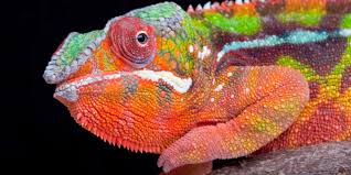 Look through examples of sesumpah translation in sentences, listen to pronunciation and learn grammar. Mikro Post Chameleon Myrokan