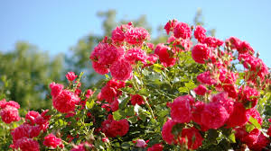 Browse 176,110 rose garden stock photos and images available or search for roses or flower garden to find more great stock photos and pictures. 42 Rose Garden Wallpaper Desktops On Wallpapersafari