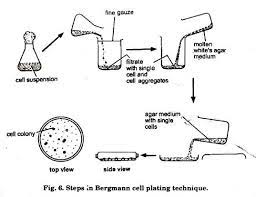Animal cell culture techniques biology discussion. Essay On Plant Tissue Culture History Methods And Application