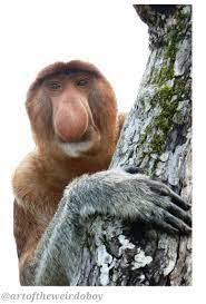 Monkey From Alex Strange Love Polyvore Png Png Mood Board Animals