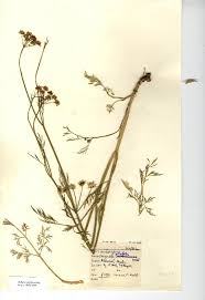 Image result for Oenanthe mildbraedii