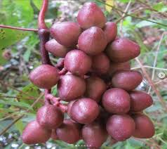 Image result for Ampelocissus abyssinica