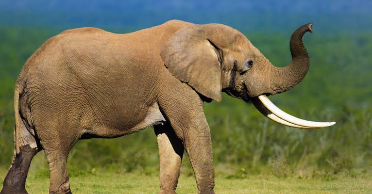 7 Animals That Have Tusks (and How They're Different From Horns) - A-Z  Animals
