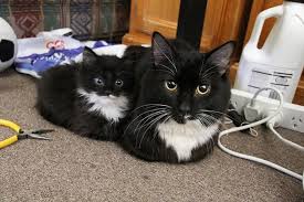 Aman Elektrik Carpmasin Cok Sirin Hayvanlar Komik Hayvan Fotograflari Cute Kittens