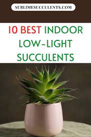 Home Video Video Low Light Succulents Indoor Plants Low Light Low Light House Plants