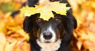 Famous border collies include the title character from 'nop's trials' and rico, a border. Border Collie Colors Patterns And What They Mean