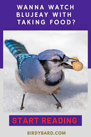 Bird Food For Blue Jay Bird Food Wild Bird Food Blue Jay