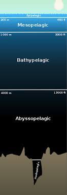 Tides may have a very high range in bays or estuaries. Deep Sea Wikipedia