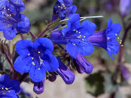 Maybe you would like to learn more about one of these? California Desert Bluebell Phacelia Campanularia 200 Seeds
