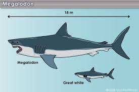 The idea has been, essentially, that since a great white's tooth is about 2 inches long — the biggest one ever found is 2.5 inches — and most megalodon teeth seem to be in the neighborhood of six. Why Do People Collect Shark Teeth Megalodon Shark Megalodon Shark