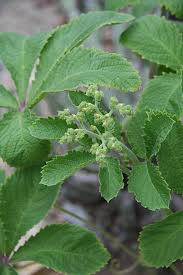 Image result for Cyphostemma lanigerum