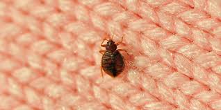 Bed bugs no comments living with bedbugs can cause stress, fear, and anxiety. How To Get Rid Of Bed Bugs Step By Step Plan From Entomologists