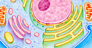 New body same heart malay sub. Autophagy Recycling Is Good For Your Body Too Cedars Sinai