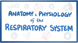 anatomy and physiology of the respiratory system