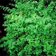Image result for Jasminum multiflorum