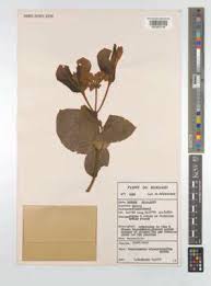 Image result for Psorospermum febrifugum