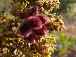 Image result for Sterculia tragacantha