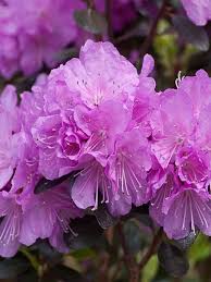 Rhododendron Amy Cotta Azalea Purple Flowers Bloom Flowers