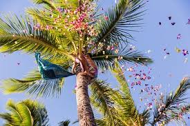 Paradise cove (2021) a contractor and his wife move to malibu to flip his mother's beach house and are terrorized by the deranged homeless lady living under the house. Paradise Cove Luau 2021 Oahu
