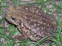 Warning To Florida Residents I Don T Know If This Toad Exists In Other States But If Your Pet Bites Or Swallows A Cane Toad Bufo Toad Marine Toad Frog Toad