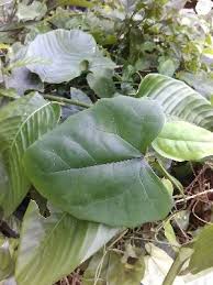 Image result for Coccinia barteri