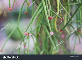 Image result for Rhipsalis baccifera