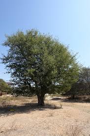 Image result for Colophospermum