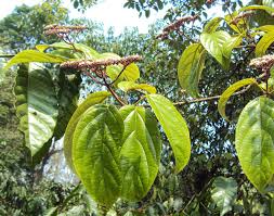 Image result for Premna tanganyikensis