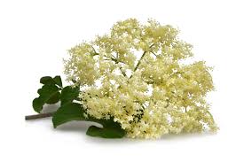 Socul (sambucus nigra) este o plantă cu efecte terapeutice puternice ce poate trata şi preveni un număr urias de afecţiuni. Am Aflat Care Este Celebrul Ceai Care Te AjutÄ SÄ Scapi Rapid De Kilogramele In Plus