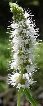Image result for Lamiaceae