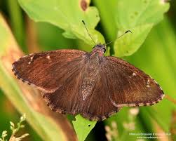 Image result for Barleria rhynchocarpa