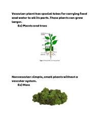 A Definition Example And Picture Of Vascular Plants Vs Nonvascular Plants In 2020 Plants Vascular Plant Vascular