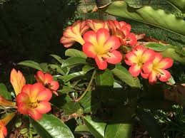 Beautiful Fragrant Tropical Vireya Rhododendron Simba In Our Garden Tropical Garden Tropical Flowers