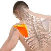 Omoplate Anatomie Douleurs Maladies Physiologie