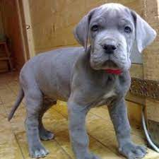 Browse thru our id verified puppy for sale listings to and don't forget the puppyspin tool, which is another fun and fast way to search for puppies for sale near canton, ohio, usa area and dogs for. 15 Dane Puppies Ideas Dane Puppies Great Dane Puppy Puppies