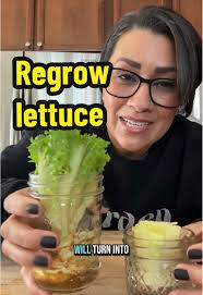 Regrow Lettuce: Maximize Your Grocery Savings