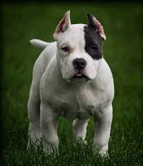 Dogo Argentino Beautiful Dogs Puppies Dogs