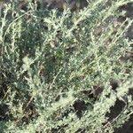 Image result for Pentzia incana