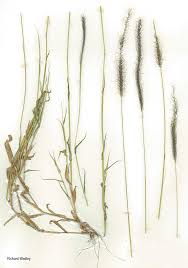 Image result for Perotis patens