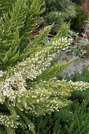 Image result for Fabiana imbricata