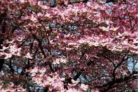 Full sun to light shade. 10 Beautiful Pink Flowering Trees Urban Garden Gal