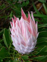 Image result for Protea angolensis