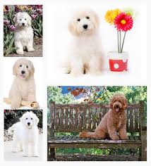 This makes an f1b mini goldendoodle three fourths 75% poodle and one fourth 25% golden retriever. F1 English Goldendoodles Teddybear Goldendoodles