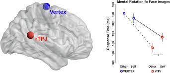 The right temporoparietal junction (rtpj) is involved in the processing of information in terms of the ability of an individual to pay attention. Temporo Parietal Contribution To The Mental Representations Of Self Other Face Sciencedirect