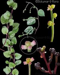 Image result for Basellaceae